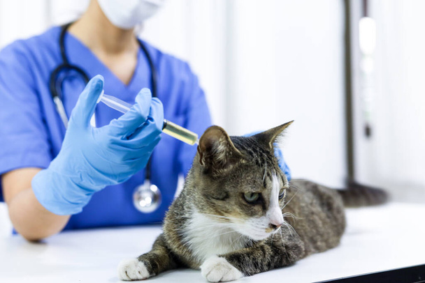Kočka na vyšetřovacím stole veterinární kliniky. Veterinární péče. Veterinární lékař a kočka - Fotografie, Obrázek