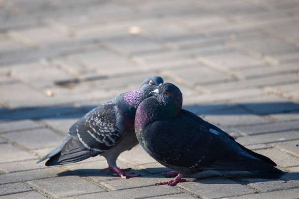 Deux pigeons dans la rue de la ville. - Photo, image