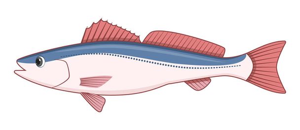 Salmón del Cabo Geelbek pescado sobre un fondo blanco. Dibujos animados estilo vector ilustración - Vector, Imagen