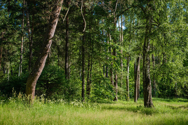 Beautiful green summer forest landscape with a clearing on a sunny day - Foto, Imagem