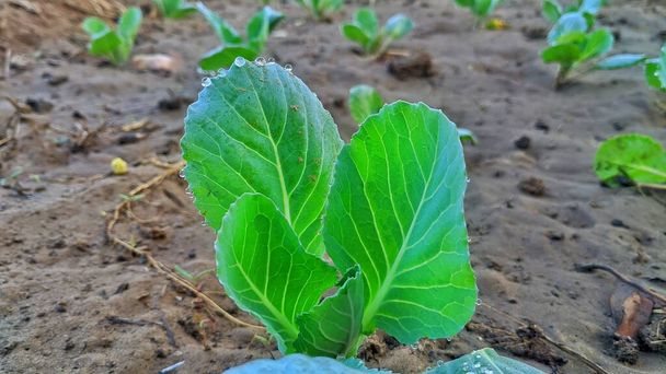 Genç lahana ya da baş lahana yapraklı yeşil yıllık sebze hasadı ıslak toprak ve diğer bitkilerle çevrili olan yerel şehir bahçesine güneşli bahar gününde ekildi. - Fotoğraf, Görsel