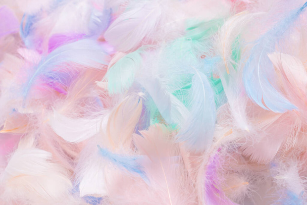 Colorful feather background, top view.  - Photo, Image