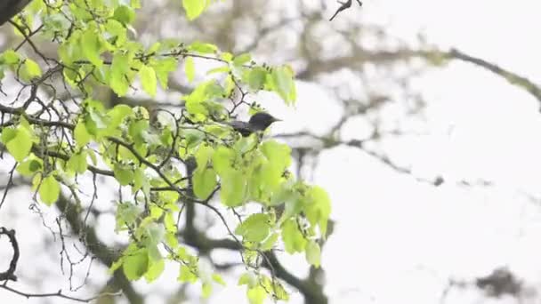 Starling recoge hojas verdes en el árbol - Metraje, vídeo