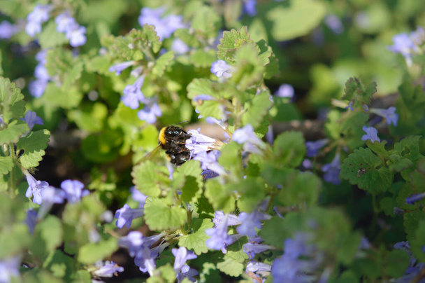 Bumblebee on a Ground ivy purple wildflower, close up. Purple creeping charlie plant field. - Photo, Image