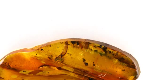 ambre avec mouche intégrée sur une table tournante - Séquence, vidéo