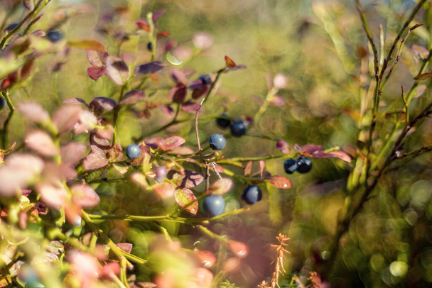 Vaccinium myrtillus nebo borůvky, ostružiny, whortleberry, evropské borůvky - Fotografie, Obrázek