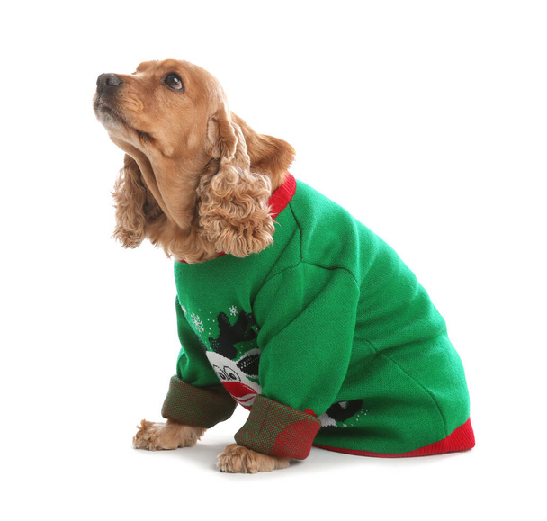 Adorable Cocker Spaniel in Christmas sweater on white background - Фото, зображення
