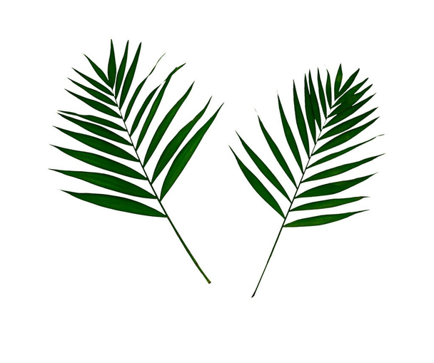 Palm Leaf izolované na bílém pozadí. Kvalitní fotografie - Fotografie, Obrázek