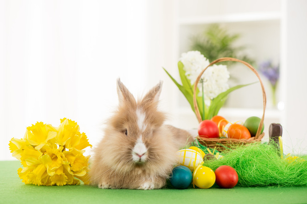 Easter Bunny - Photo, Image
