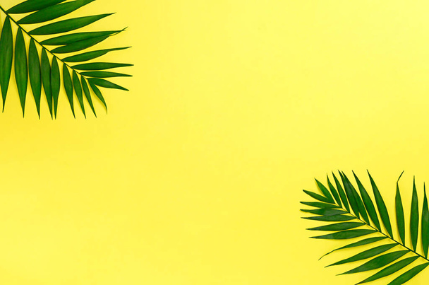 Palm Leaf on Yellow Backgrounds Summer Concept. High quality photo - Φωτογραφία, εικόνα