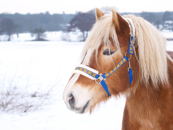 Een mooi paard in een blauwe halsband staat in de sneeuw. - Foto, afbeelding