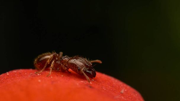 Kırmızı yaprak üzerinde yürüyen karınca - Fotoğraf, Görsel