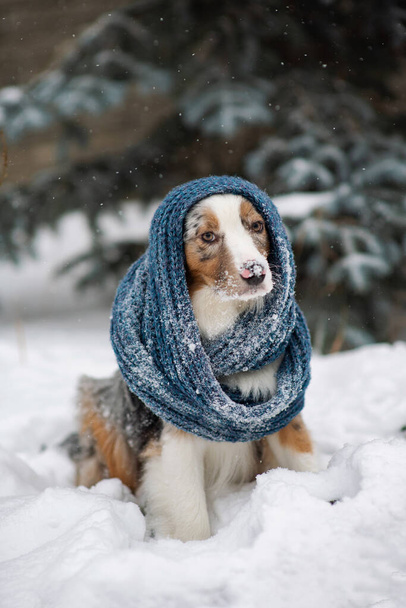 ニットの青いスカーフで犬。オーストラリアの羊飼い雪の天気の中で外に座っている。子犬のための暖かく居心地の良い服 - 写真・画像