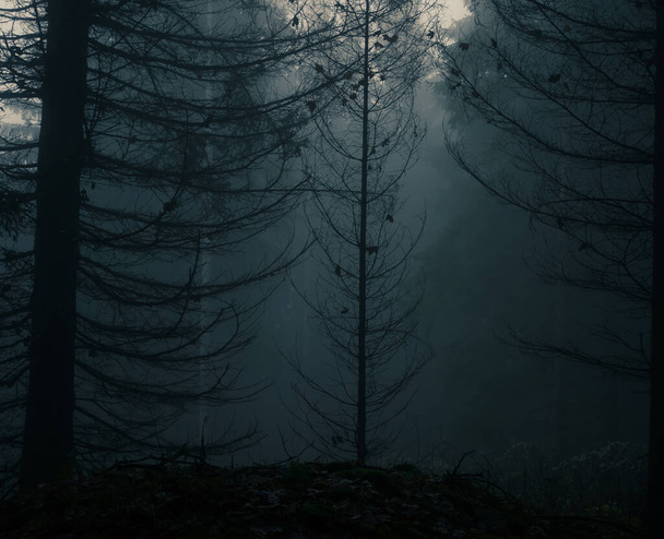 Gruseliger Nebelwald mit Nadelbäumen, Nebel, Nebel. Düstere magische Landschaft im Herbst / Herbst. Jeseniky Gebirge, Osteuropa, Mähren.  - Foto, Bild