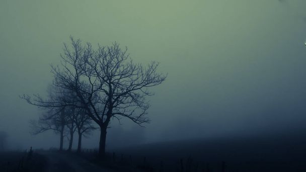 Tajemnicze mgliste krajobrazy z samotnymi, szerokimi liśćmi jesienią / jesienią. Mgła, mgła. Europa Wschodnia, Morawy.   - Zdjęcie, obraz