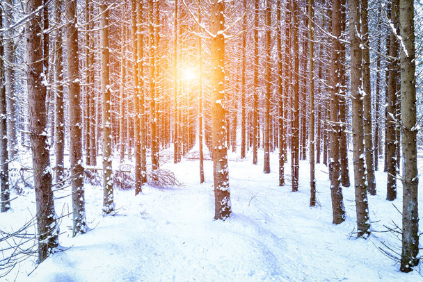 Rayos de sol que atraviesan troncos de abeto en un bosque de abetos de invierno después de una nevada al amanecer o al atardecer. - Foto, Imagen