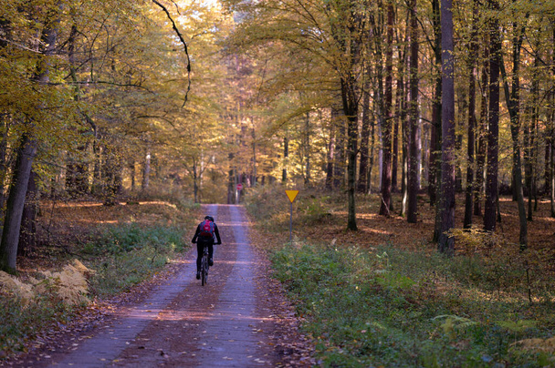 paseo otoñal en el bosque entre árboles y setas - Foto, Imagen