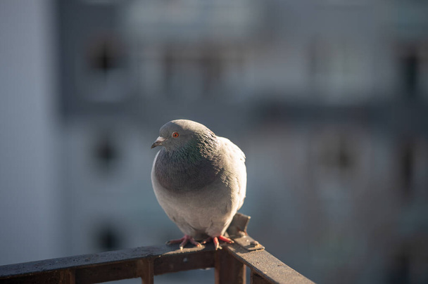 holub sedící na kovových madlech - Fotografie, Obrázek