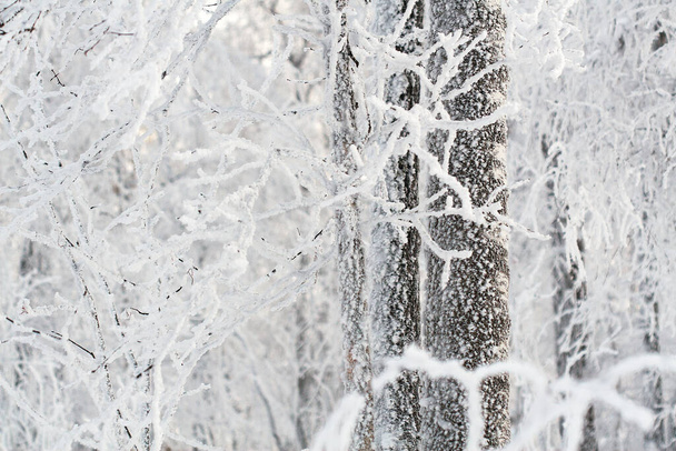 Forêt enneigée gelée fond blanc d'hiver - Photo, image
