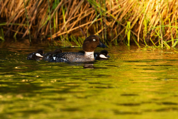 Female Common goldeneye duck, Bucephala clangula swimming with small chicks on a little pond during sunset in Estonia. - Photo, Image