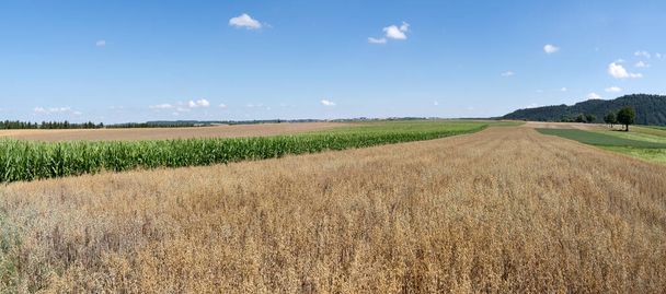 Brauner reifer Hafer auf einem Feld inmitten verschiedener Felder auf dem Land im Sommer - Foto, Bild