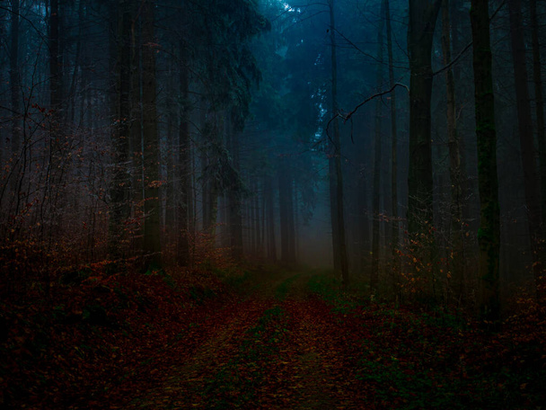 Таинственный туманный лес, покрытый изюмом поздней осенью. Лесная дорога, покрытая разноцветными листьями, туманом, деревьями, покрытыми римом, мрачным осенним пейзажем. Есеники, Восточная Европа, Моравия.  - Фото, изображение