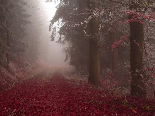 Μυστηριώδες ομιχλώδες δάσος καλυμμένο με ρίμες στα τέλη του φθινοπώρου. Δασικός δρόμος καλυμμένος με πολύχρωμα φύλλα, ομίχλη, δέντρα καλυμμένα με rime, ζοφερό φθινοπωρινό τοπίο. βουνά Jeseniky, Ανατολική Ευρώπη, Μοραβία.  - Φωτογραφία, εικόνα