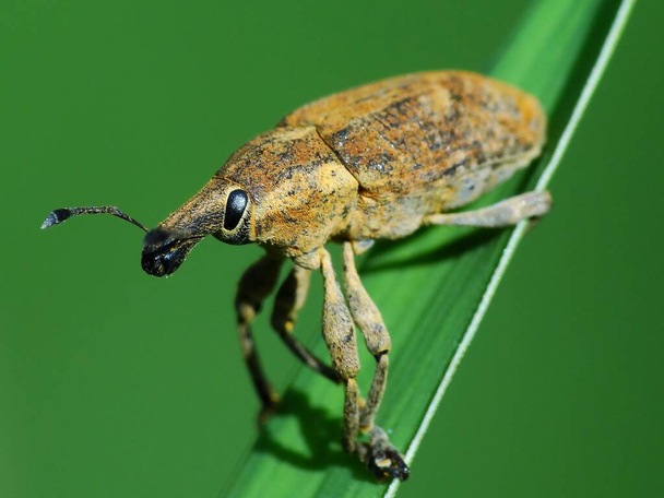 Активність комах у повсякденному житті
 - Фото, зображення