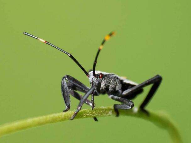 Actividad de los insectos en la vida diaria - Foto, Imagen