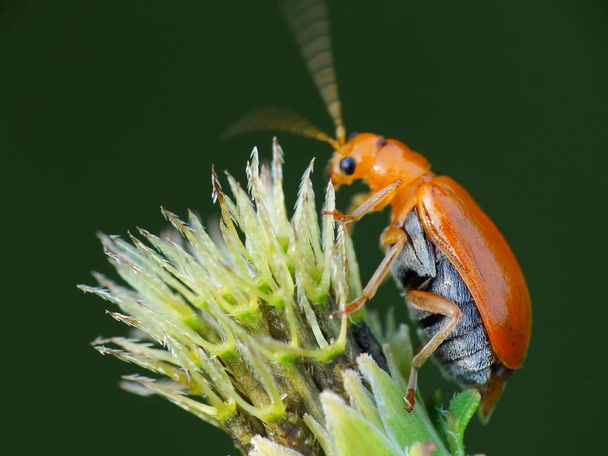 Actividad de los insectos en la vida diaria - Foto, Imagen