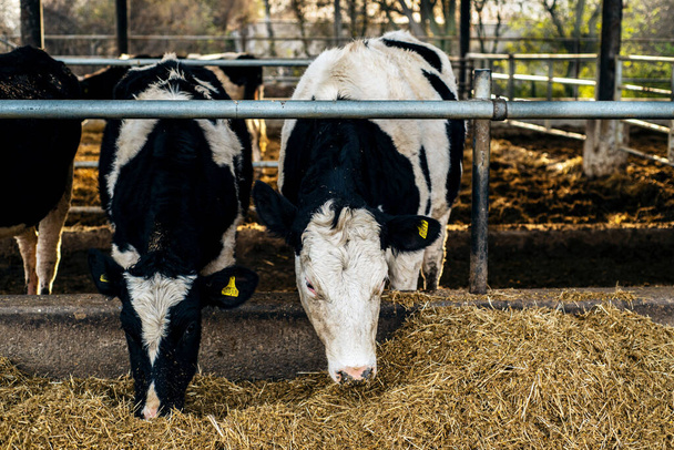 Μαύρες και λευκές αγελάδες που τρώνε σανό από την ταΐστρα στη φάρμα - Φωτογραφία, εικόνα