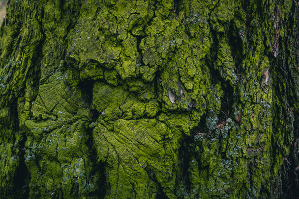 moss green on the bark of a tree on the north side texture wood - Foto, imagen