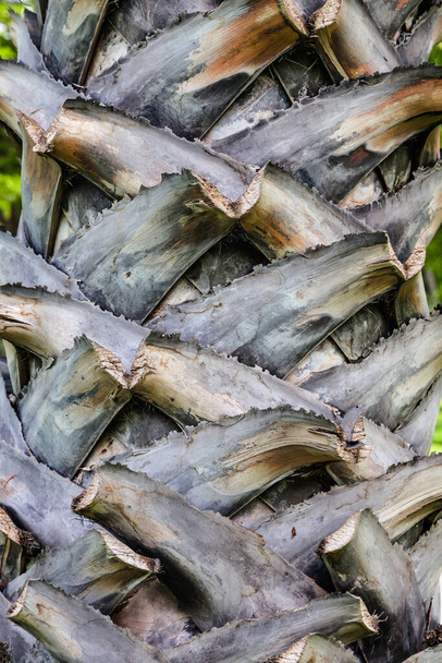 Palm tree texture close up - Zdjęcie, obraz