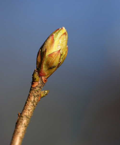 Folhas brotando no ramo da árvore na primavera
 - Foto, Imagem