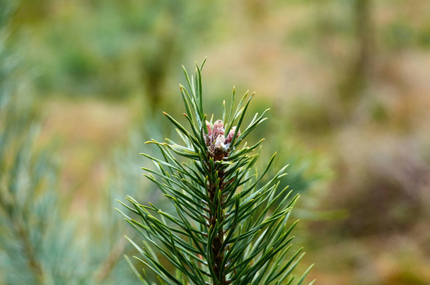 Photo of young pine branch close up - Photo, Image
