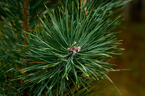 Photo of pine needle tree branch close up - Photo, Image