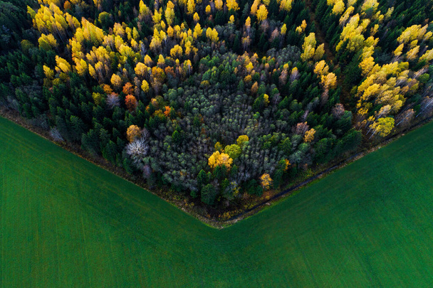 Una antena de un rincón forestal durante un follaje otoñal de naturaleza estonia. - Foto, imagen