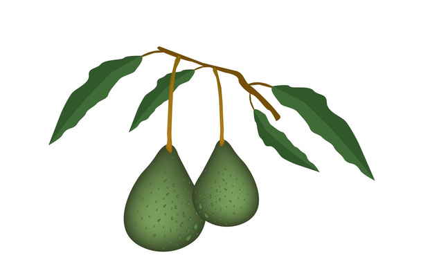 Two Fresh Green Avocados on A Branch - Vector, Image
