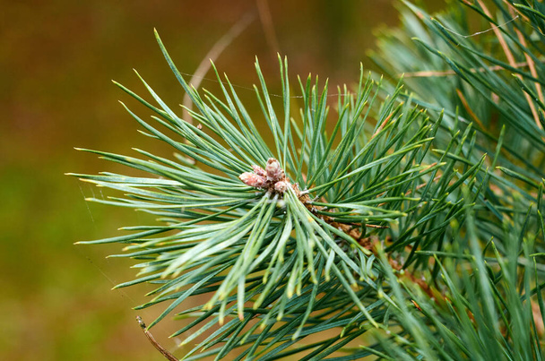 Foto de cerca de un fondo de agujas de pino verde - Foto, imagen