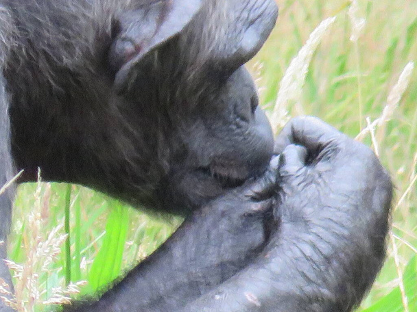 Šimpanz sedící na skále s pohledem upřeným na prst. Kvalitní fotografie - Fotografie, Obrázek