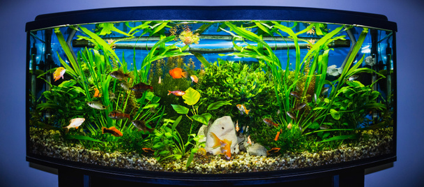 De close-up van aquarium tank vol vissen - Foto, afbeelding