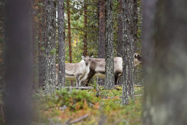 A pair of domestic reindeers in a coniferous taiga forest in Northern Finland near Kuusamo. - Photo, Image