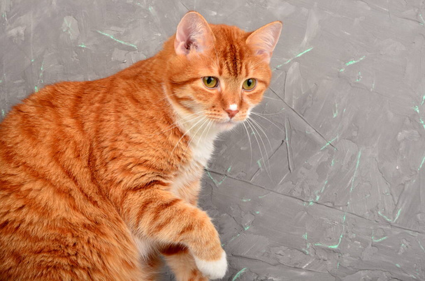 Κόκκινη γάτα γκρο πλαν σε γκρι φόντο τσιμεντένιου τοίχου - Φωτογραφία, εικόνα