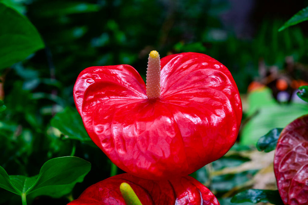 Punainen Anthurium kukka lähikuva. kukan punainen uloste - Valokuva, kuva