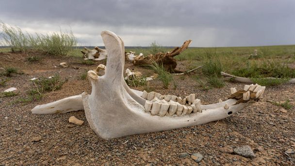 Mascella scheletrica di cavallo con denti sulla steppa della Mongolia. - Foto, immagini