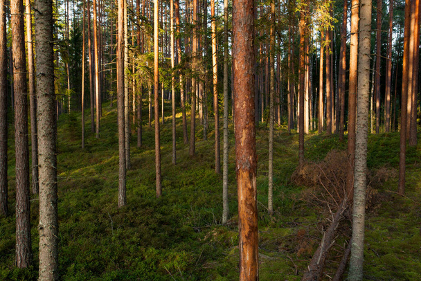 Bella estate soleggiata lussureggiante pineta boreale di conifere nella natura estone, Nord Europa. - Foto, immagini