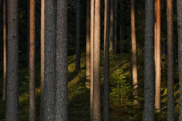 Bosque boreal veraniego exuberante pinar por la noche en la naturaleza salvaje estonia, norte de Europa. - Foto, imagen