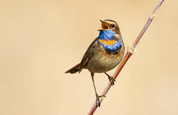 Bluethroat, Luscinia svecica. Singing bird sitting on a branch - Foto, imagen