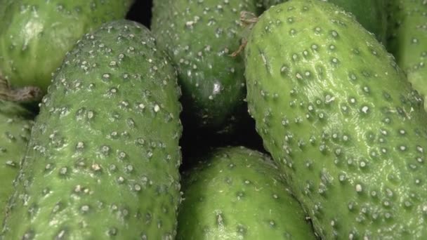 Organic cucumbers close-up. Fresh vegetables. Lots of cucumbers. - Footage, Video