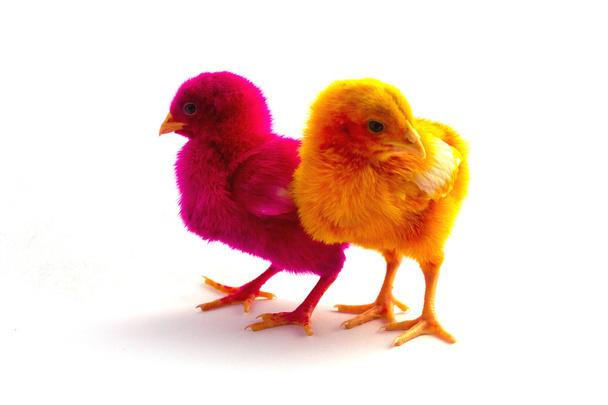 красочный милый маленький цыпленок на белом фоне
 - Фото, изображение